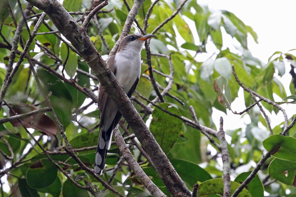 Pearly-breasted Cuckoo - ML485276801