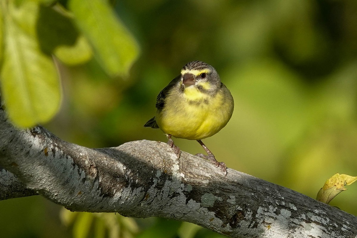 Yellow-fronted Canary - ML485277681