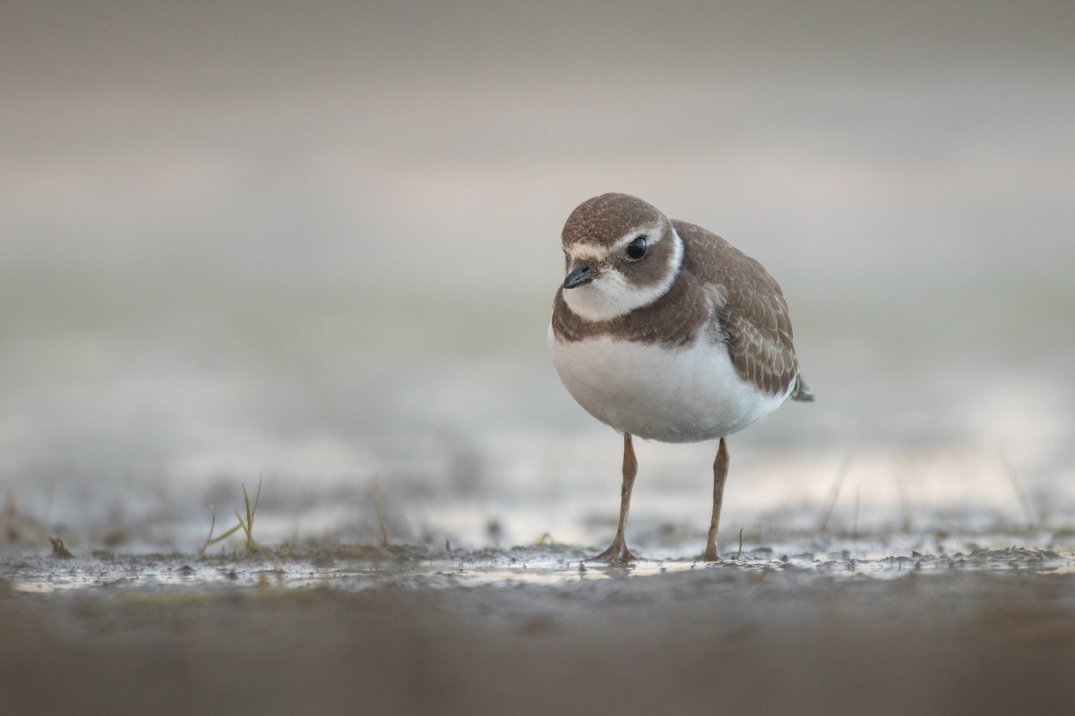 Semipalmated Plover - ML485296621