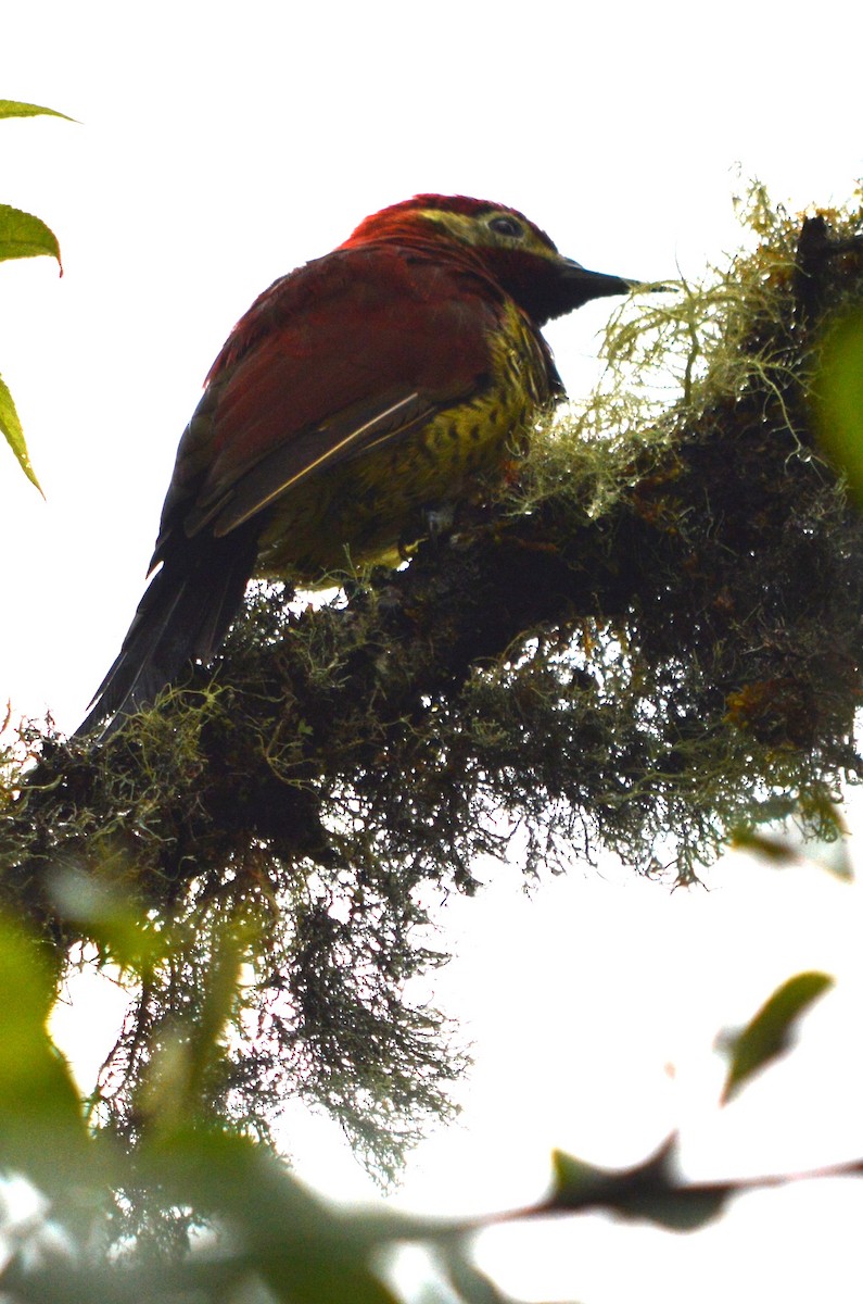 Crimson-mantled Woodpecker - ML485300691