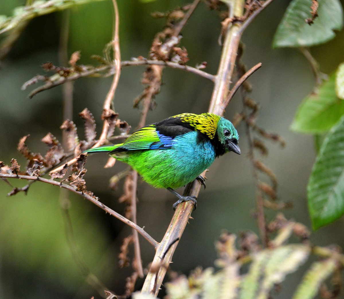 Green-headed Tanager - ML485301001