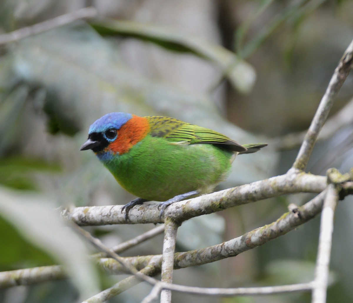 Red-necked Tanager - Fausto Araujo