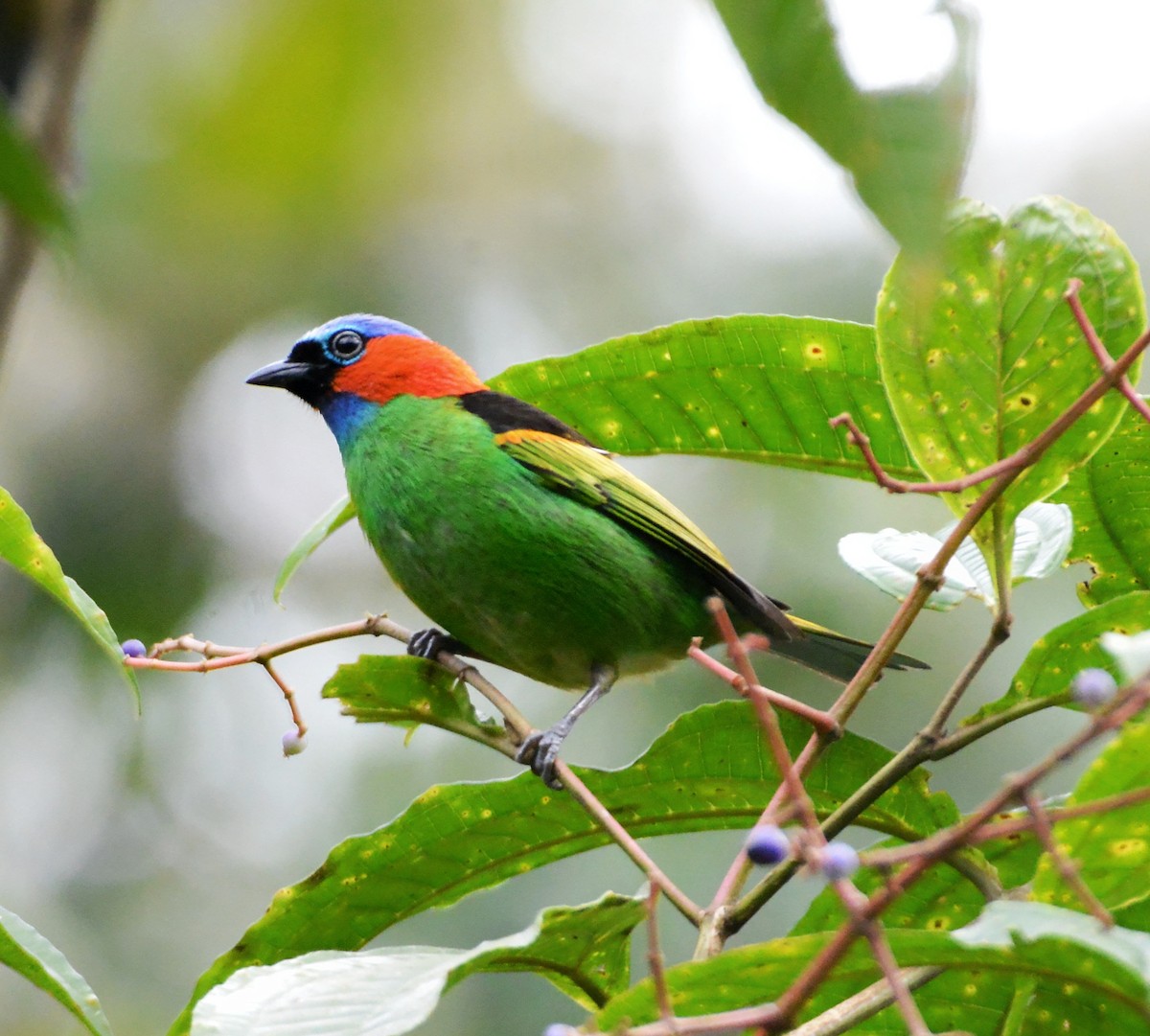 Red-necked Tanager - ML485301081