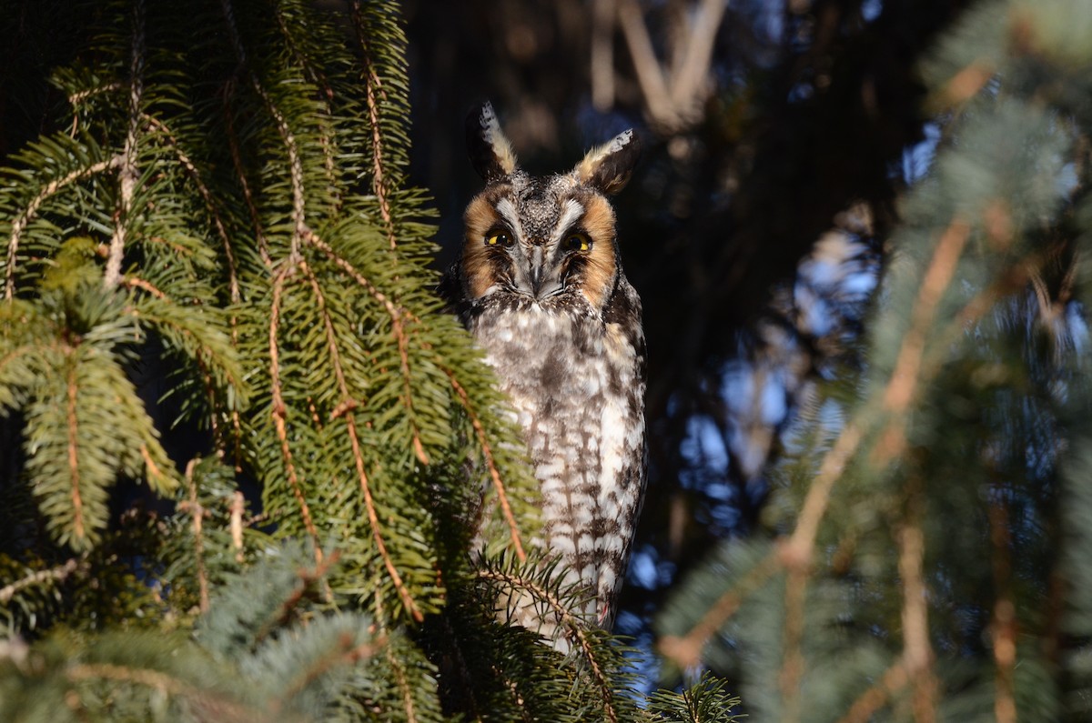 Long-eared Owl - ML48530251