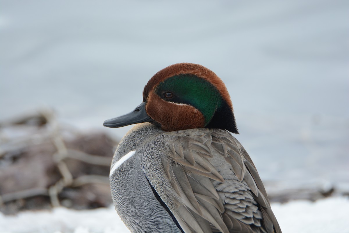 Green-winged Teal - ML48530261