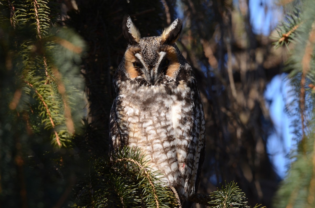 Long-eared Owl - Philippe Bigué