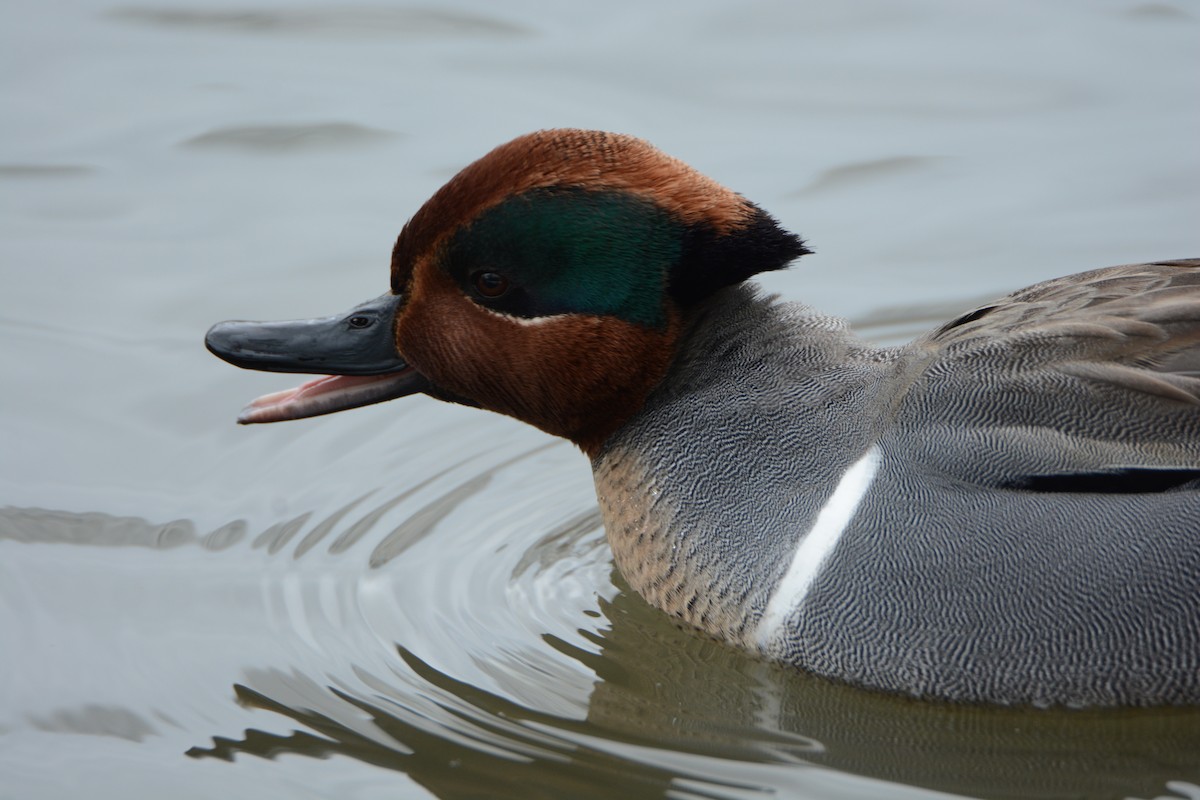 Green-winged Teal - ML48530281