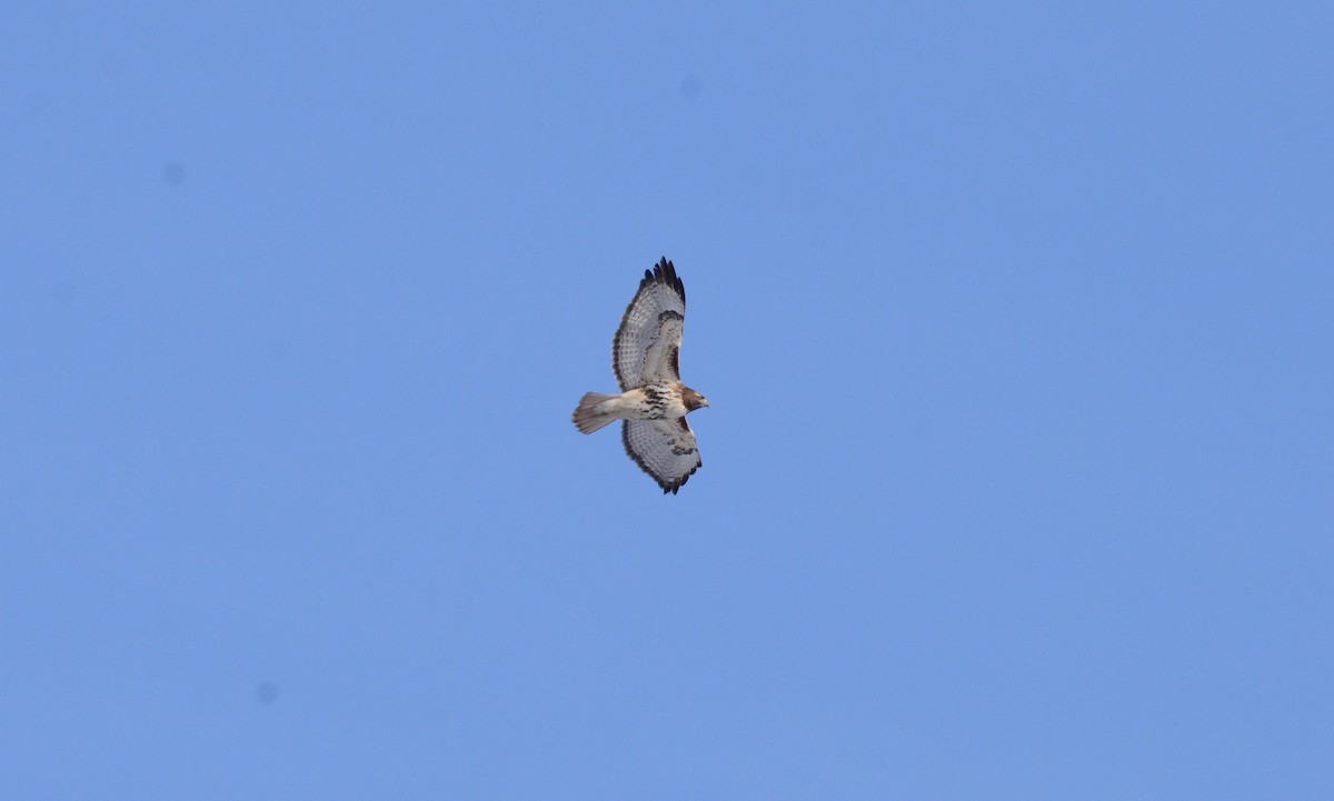 Red-tailed Hawk - ML48530491