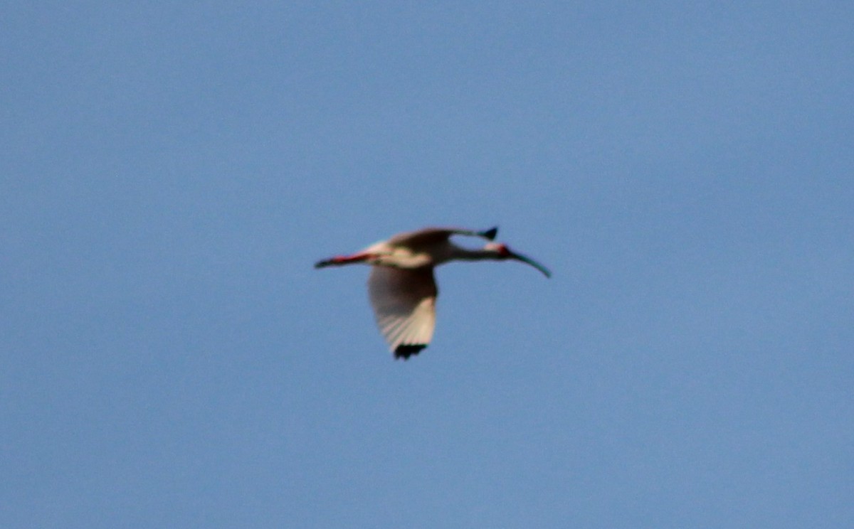 ibis bílý - ML485307811