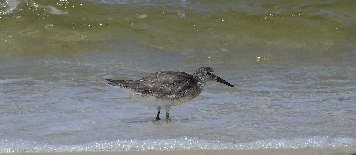 Red Knot - ML485313051