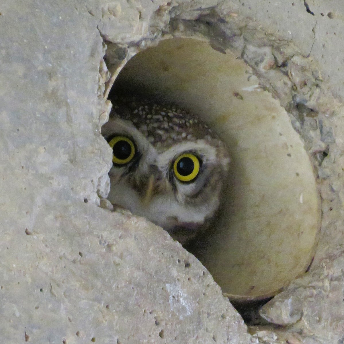 Spotted Owlet - ML485316441