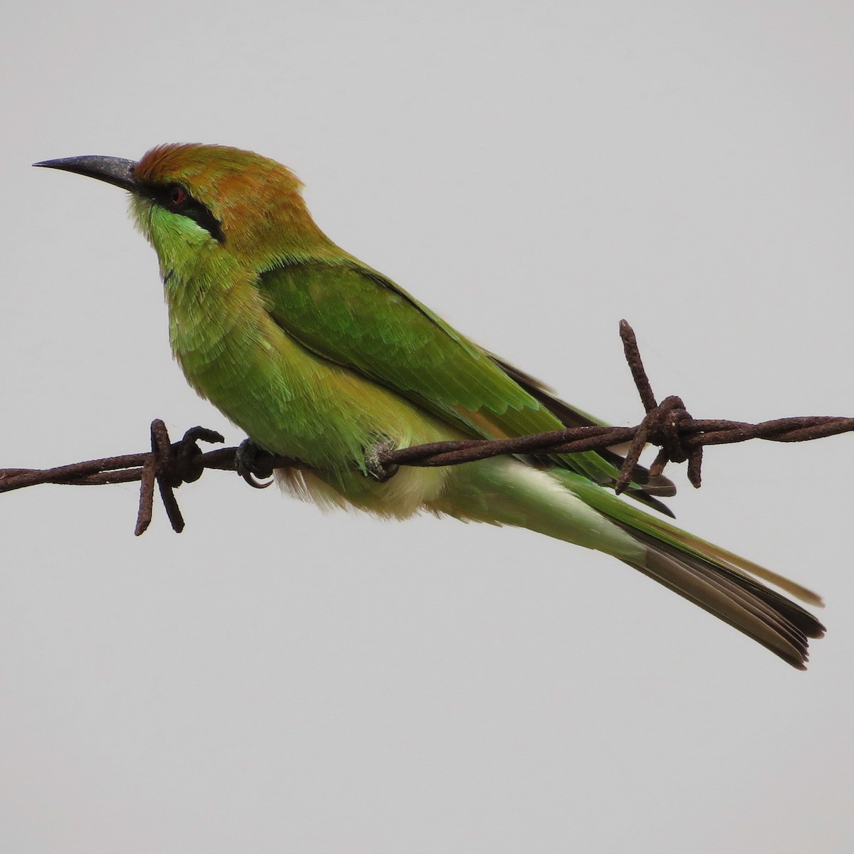 Asian Green Bee-eater - ML485316501