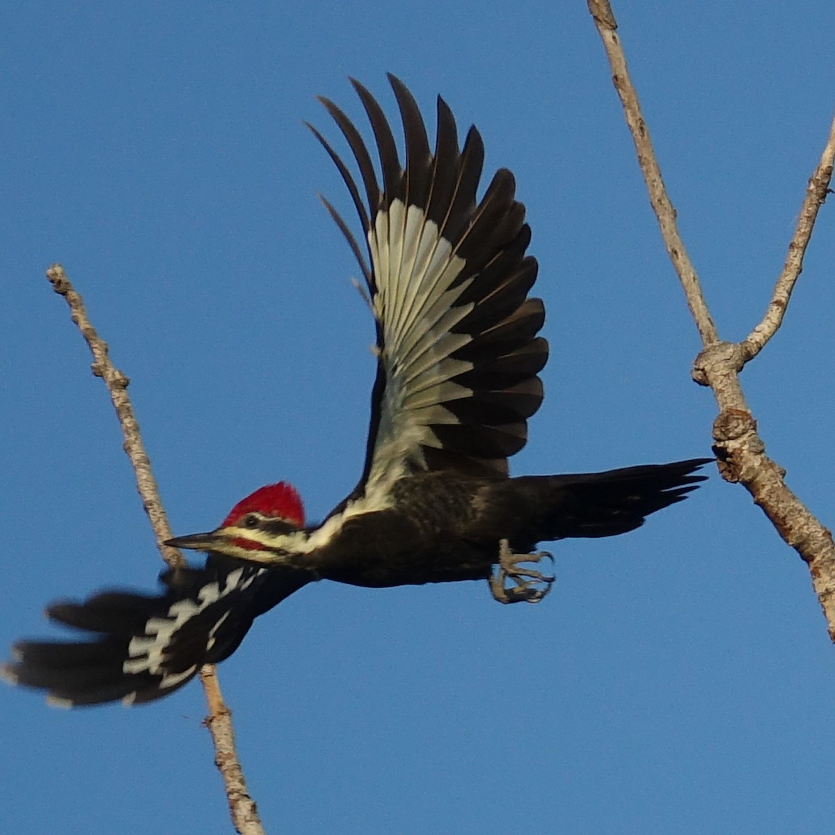 Pileated Woodpecker - Mark Haindfield