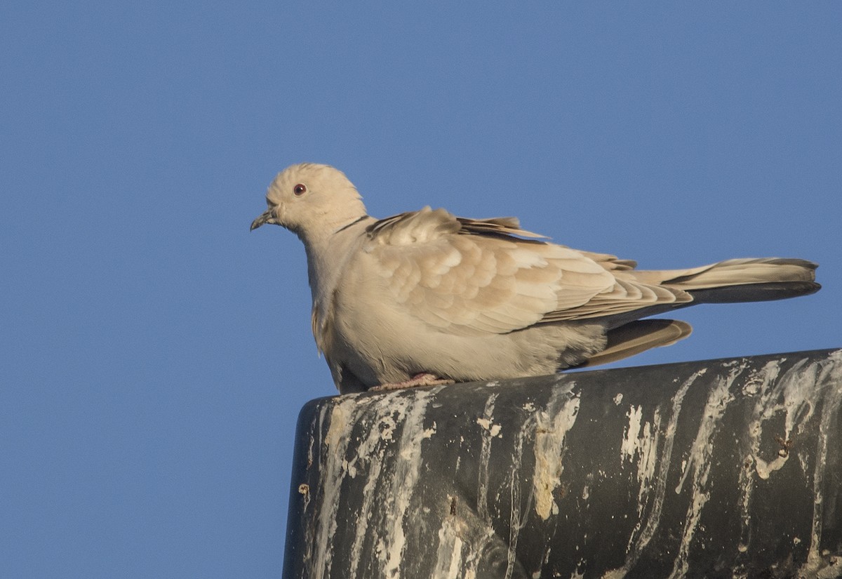 African Collared-Dove (Domestic type or Ringed Turtle-Dove) - Jerry Ting