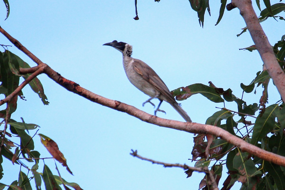 Silver-crowned Friarbird - Kaz Werner