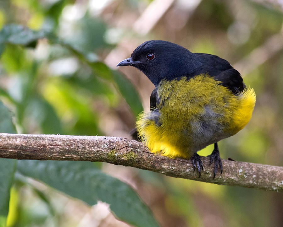 Black-and-yellow Silky-flycatcher - ML48533001