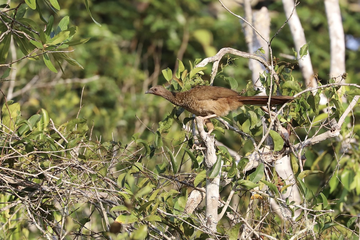 Speckled Chachalaca - Olivier Langrand