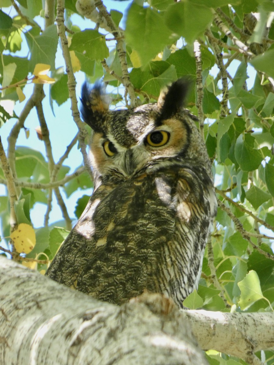 Great Horned Owl - ML485341161