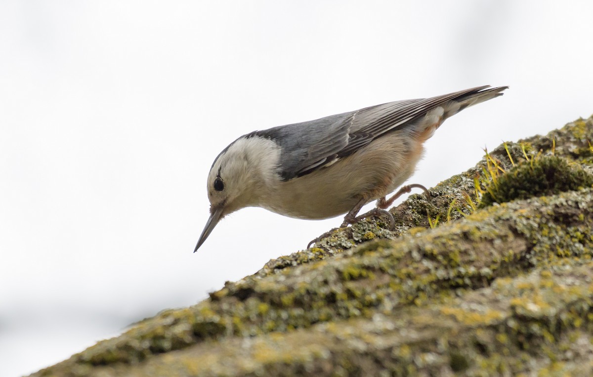 White-breasted Nuthatch - Dan Hackley
