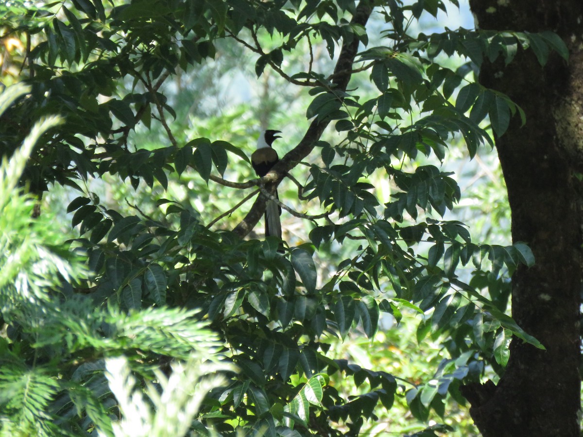 White-bellied Treepie - Selvaganesh K