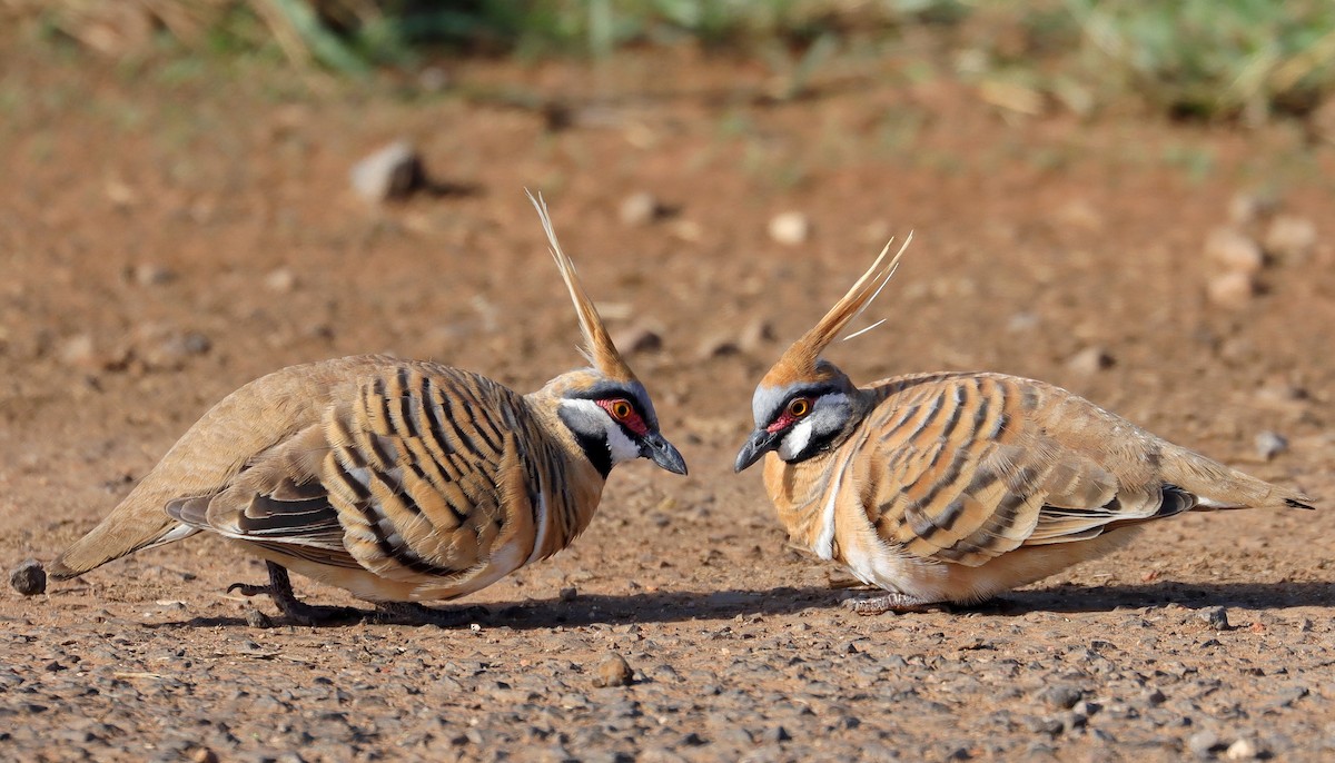 Spinifex Pigeon - ML485348761