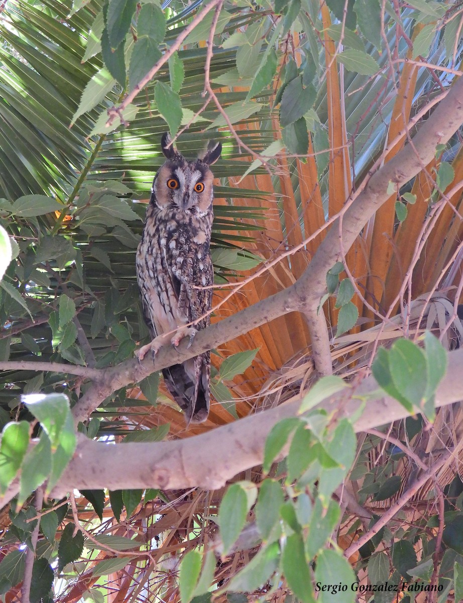 Long-eared Owl - ML485349271