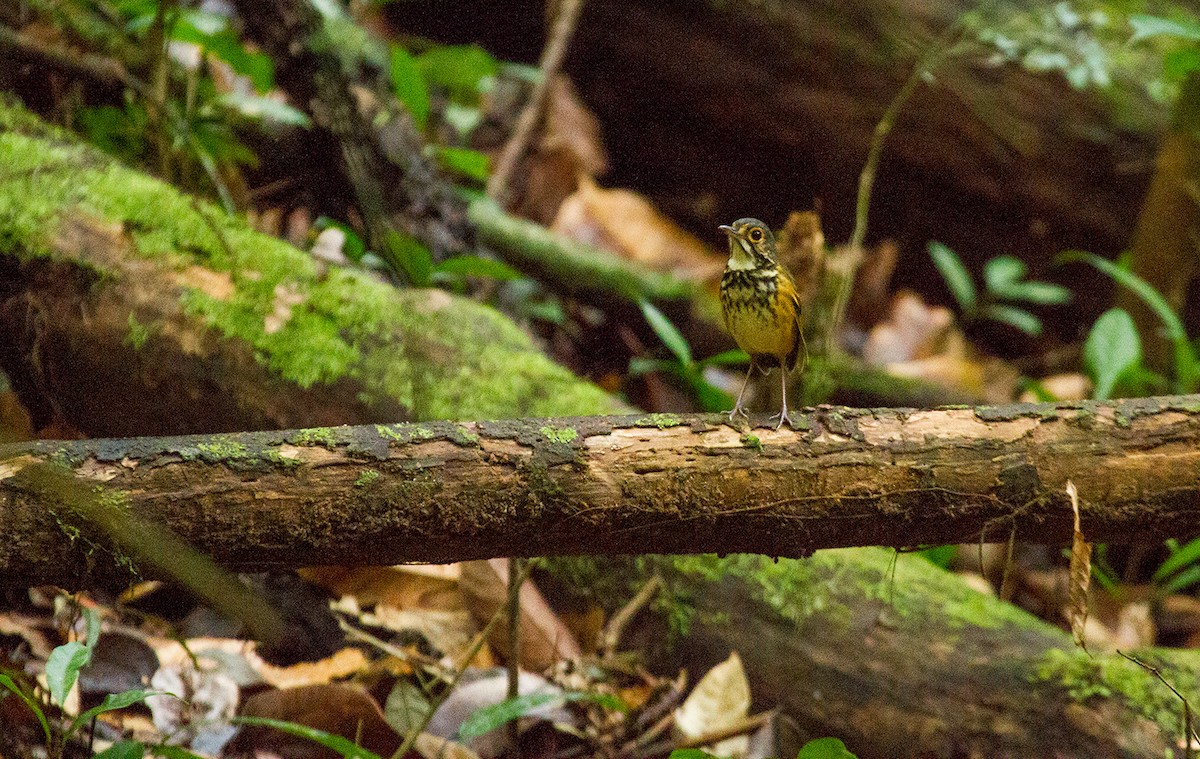 Spotted Antpitta - Leon Moore