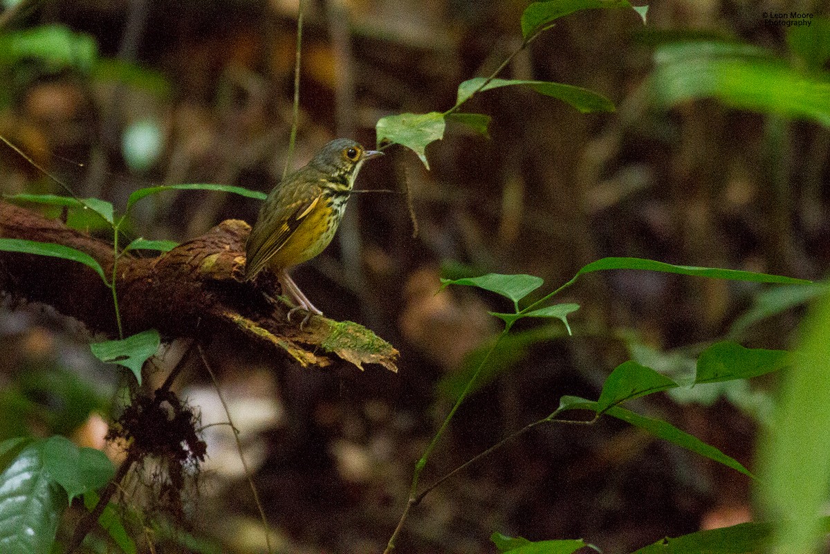 Spotted Antpitta - ML48535201