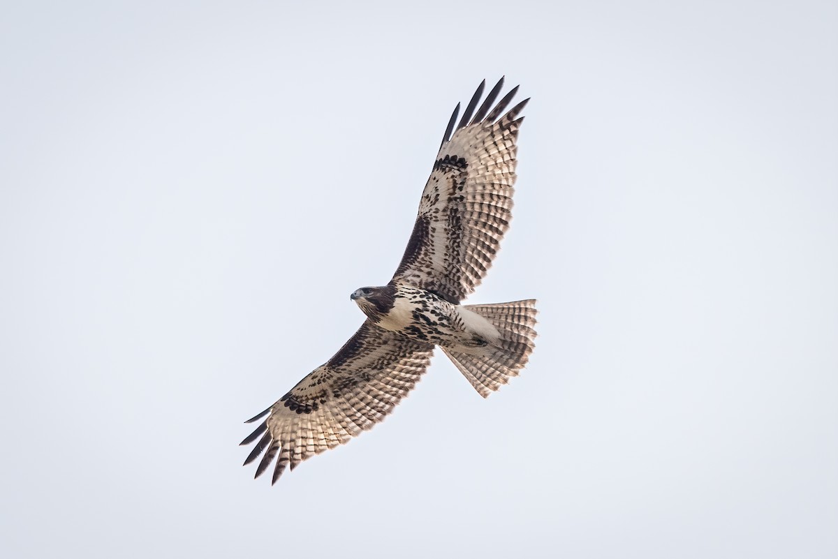 Red-tailed Hawk - ML485356131