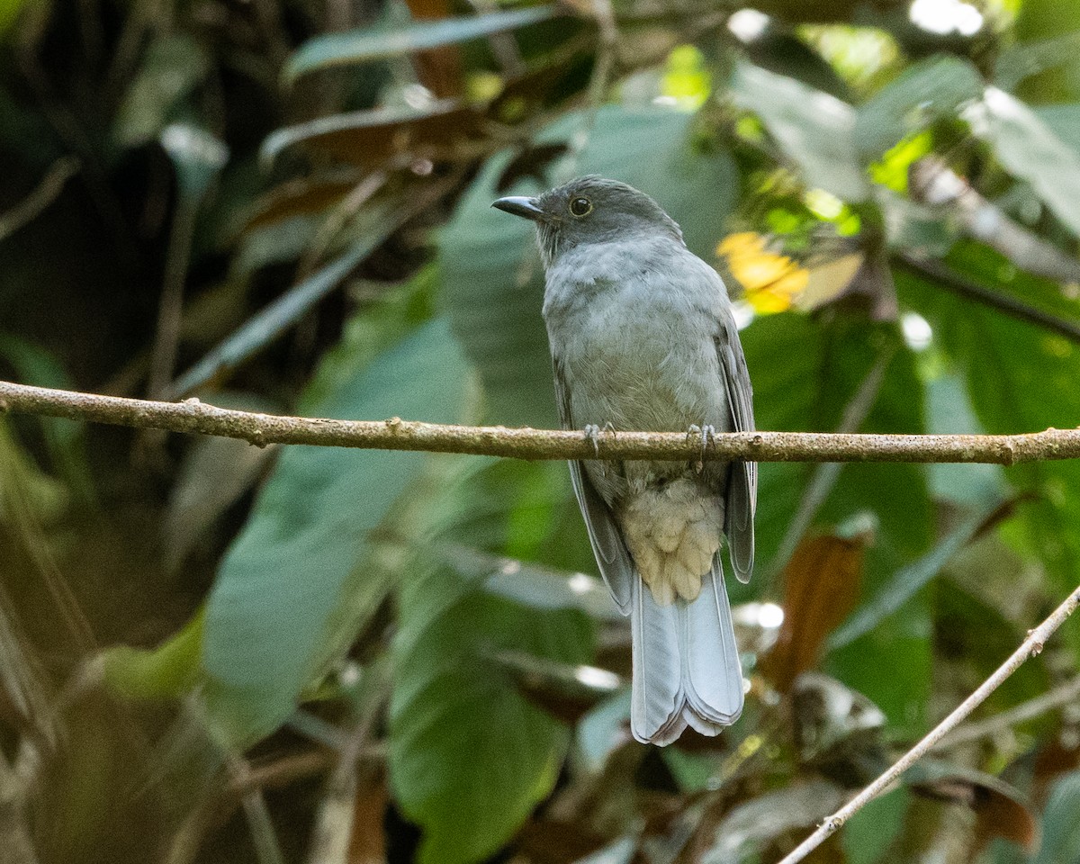 eBird Checklist - 3 Sep 2022 - Arrierito Antioqueño ProAves Reserve ...