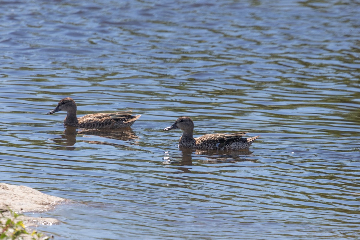 Blue-winged Teal - ML485363061