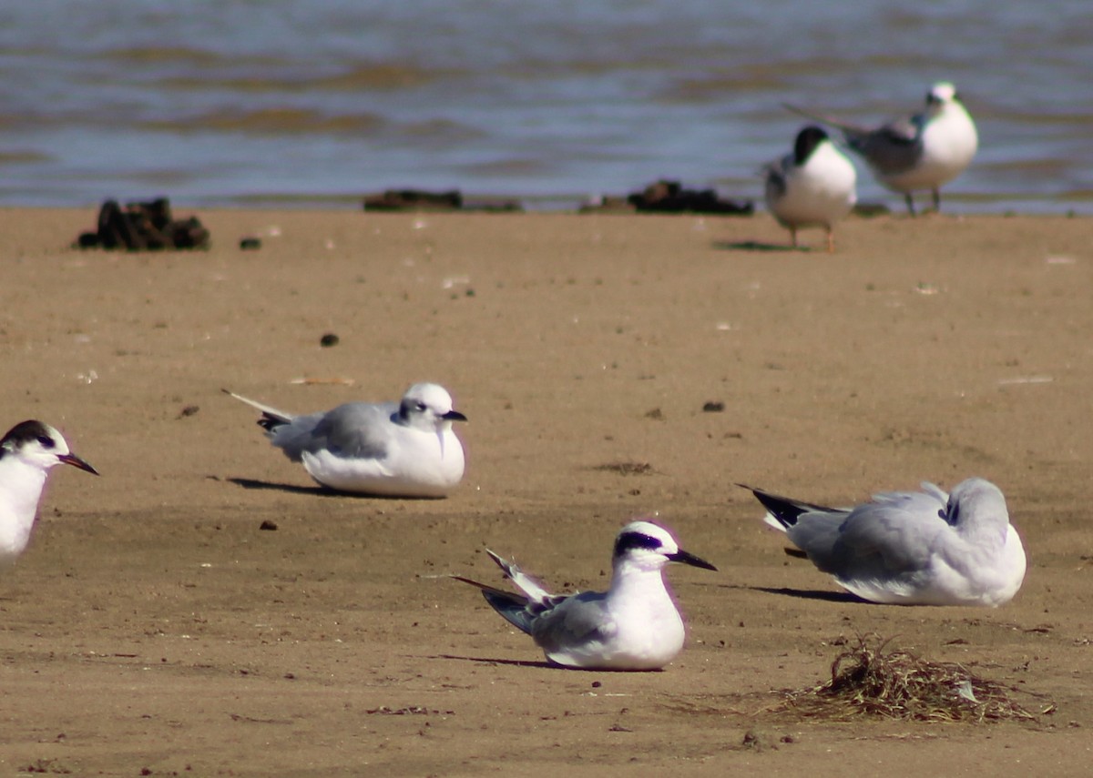 EBird Checklist 18 Sep 2022 Bay City SP 19 Species