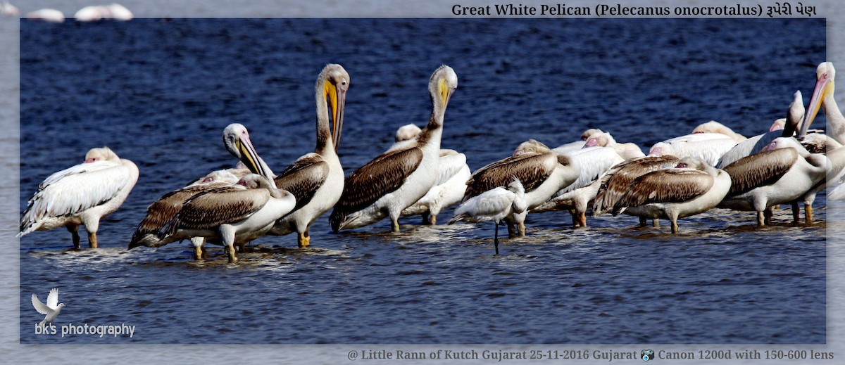 Great White Pelican - Bharat Kaneria