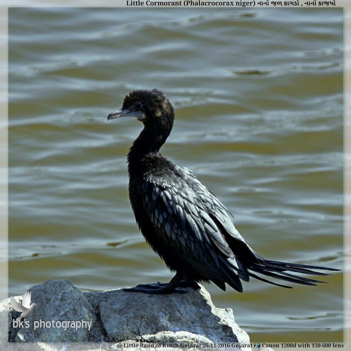 Little Cormorant - Bharat Kaneria