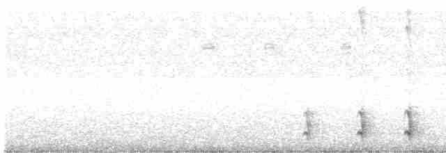 Weißbrust-Ameisenwürger - ML485368411