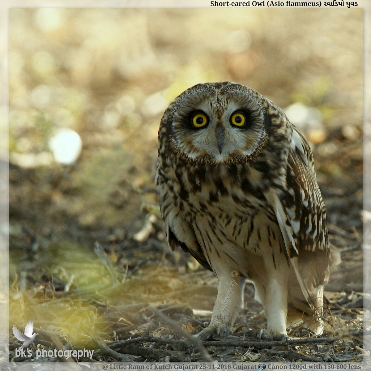 Short-eared Owl - ML48537061