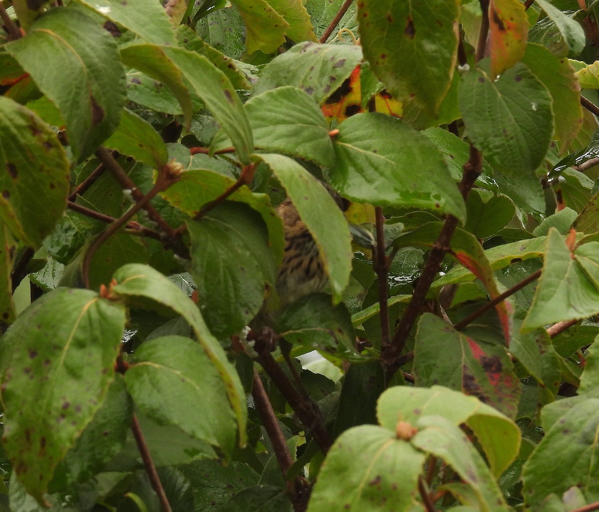 eBird Checklist - 18 Sep 2022 - Home Huntington Point Road, Kings CO