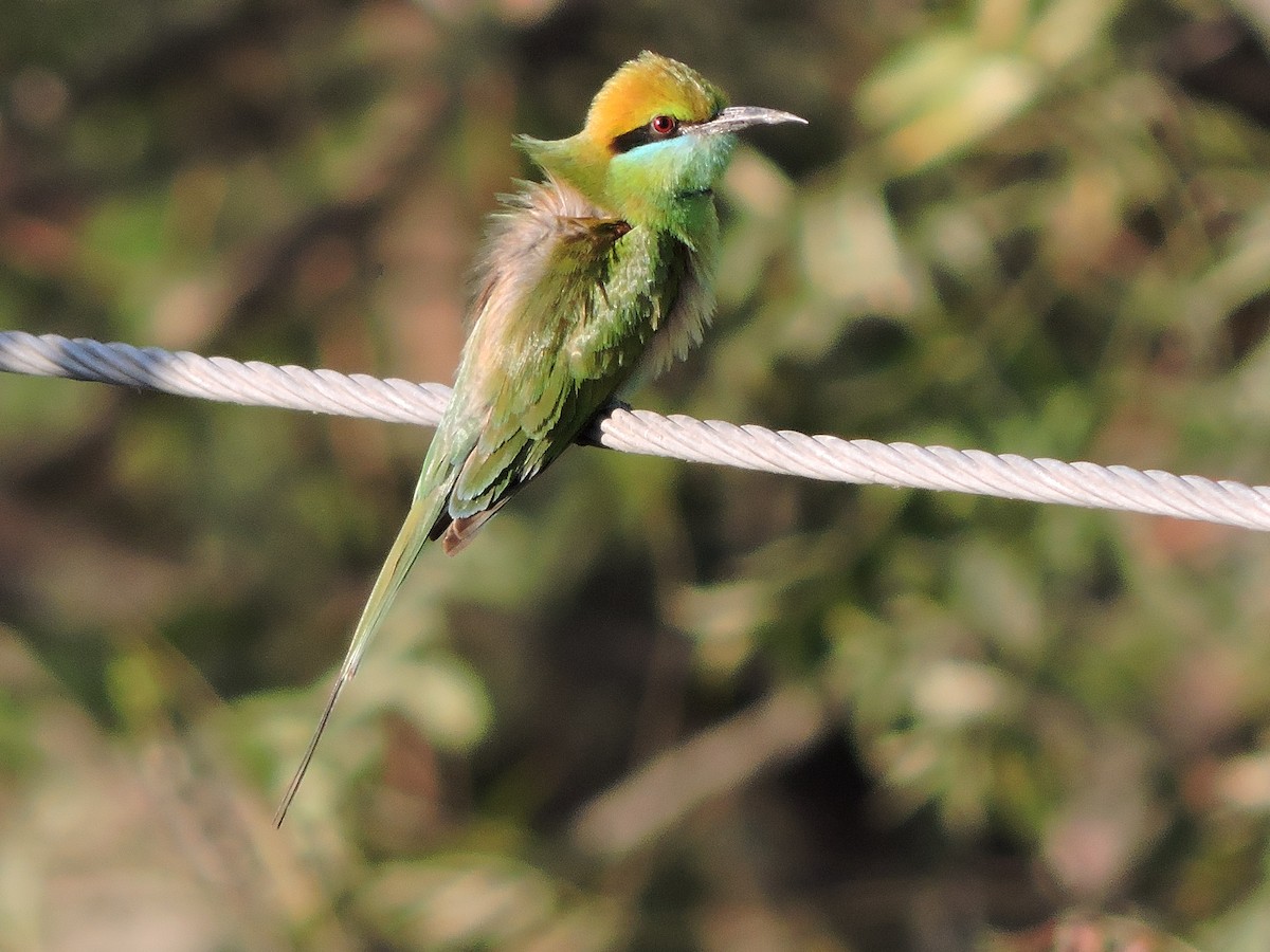 Asian Green Bee-eater - MANOJ DEORE