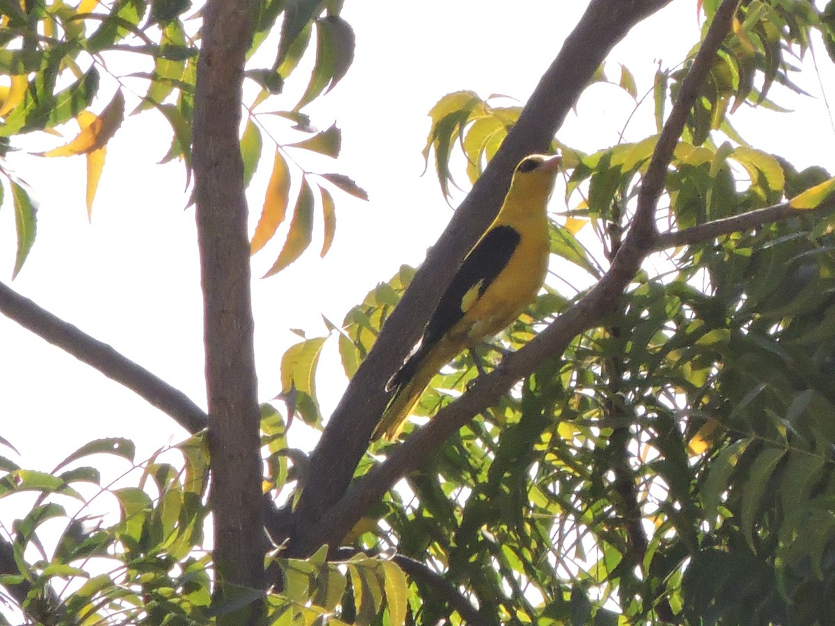 Indian Golden Oriole - ML48537421