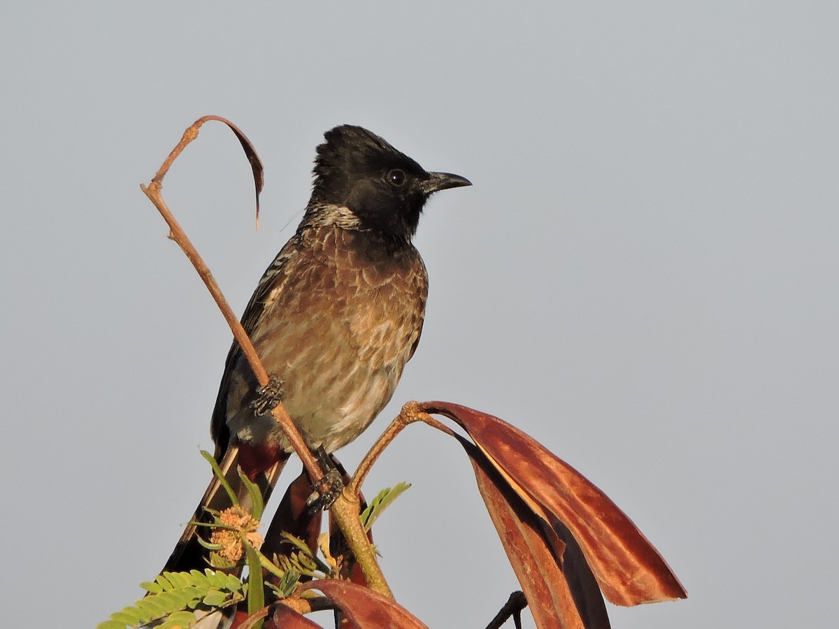 Red-vented Bulbul - ML48537541