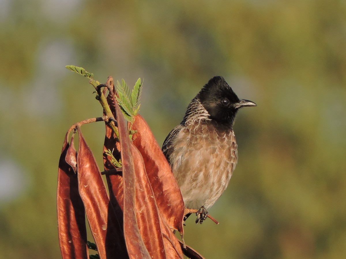 Red-vented Bulbul - ML48537551