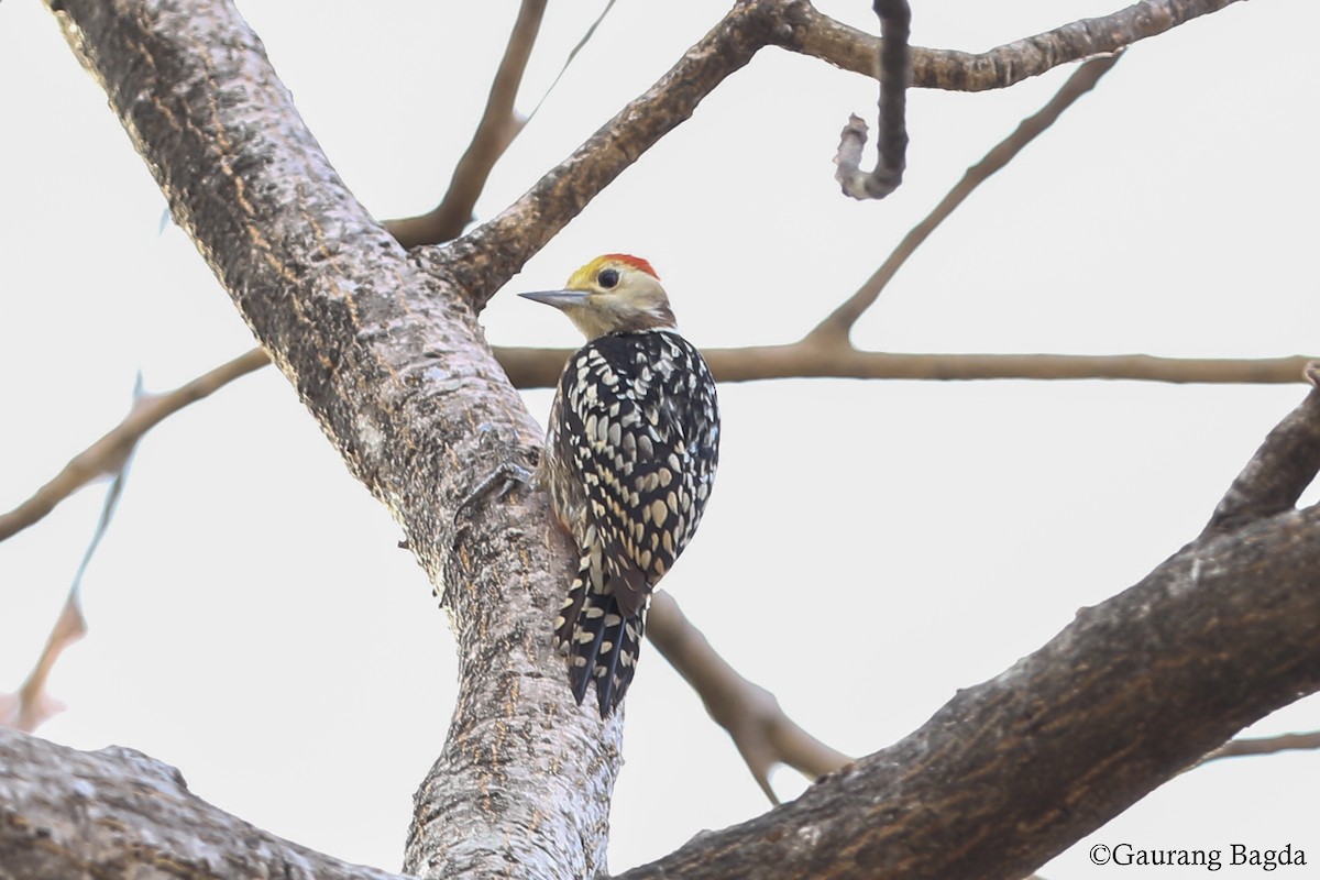 Yellow-crowned Woodpecker - Gaurang Bagda