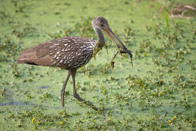 Limpkin