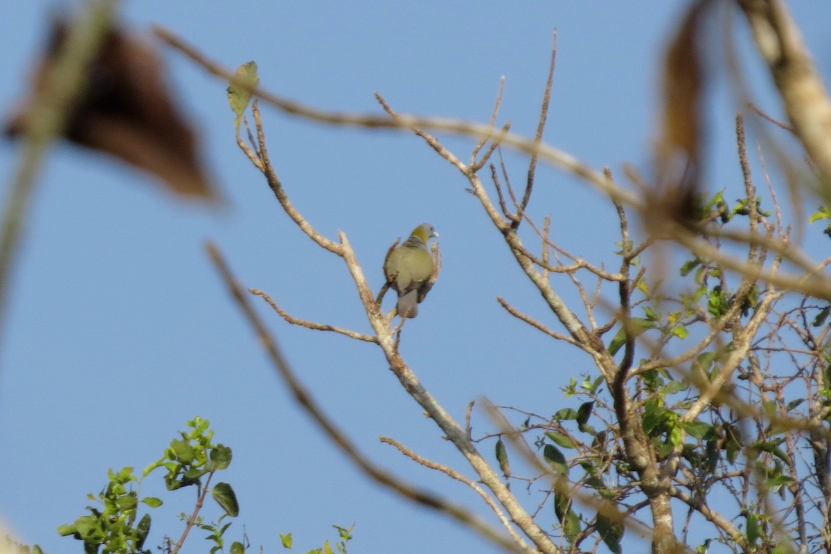 Yellow-footed Green-Pigeon - ML48538051