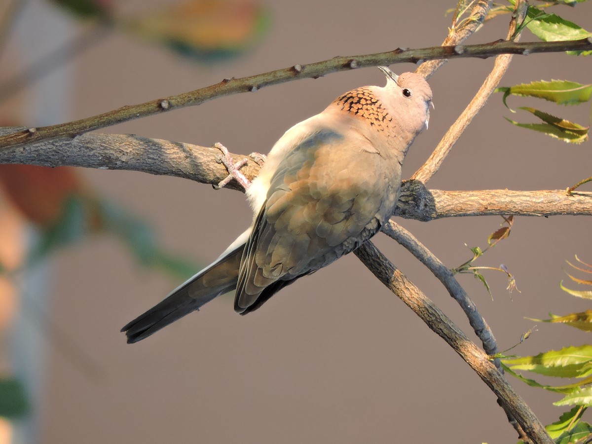 Laughing Dove - ML48538071