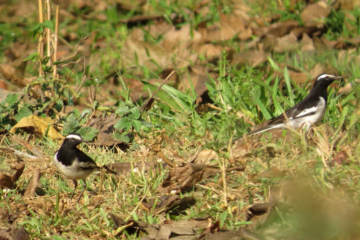 White-browed Wagtail - ML48538121