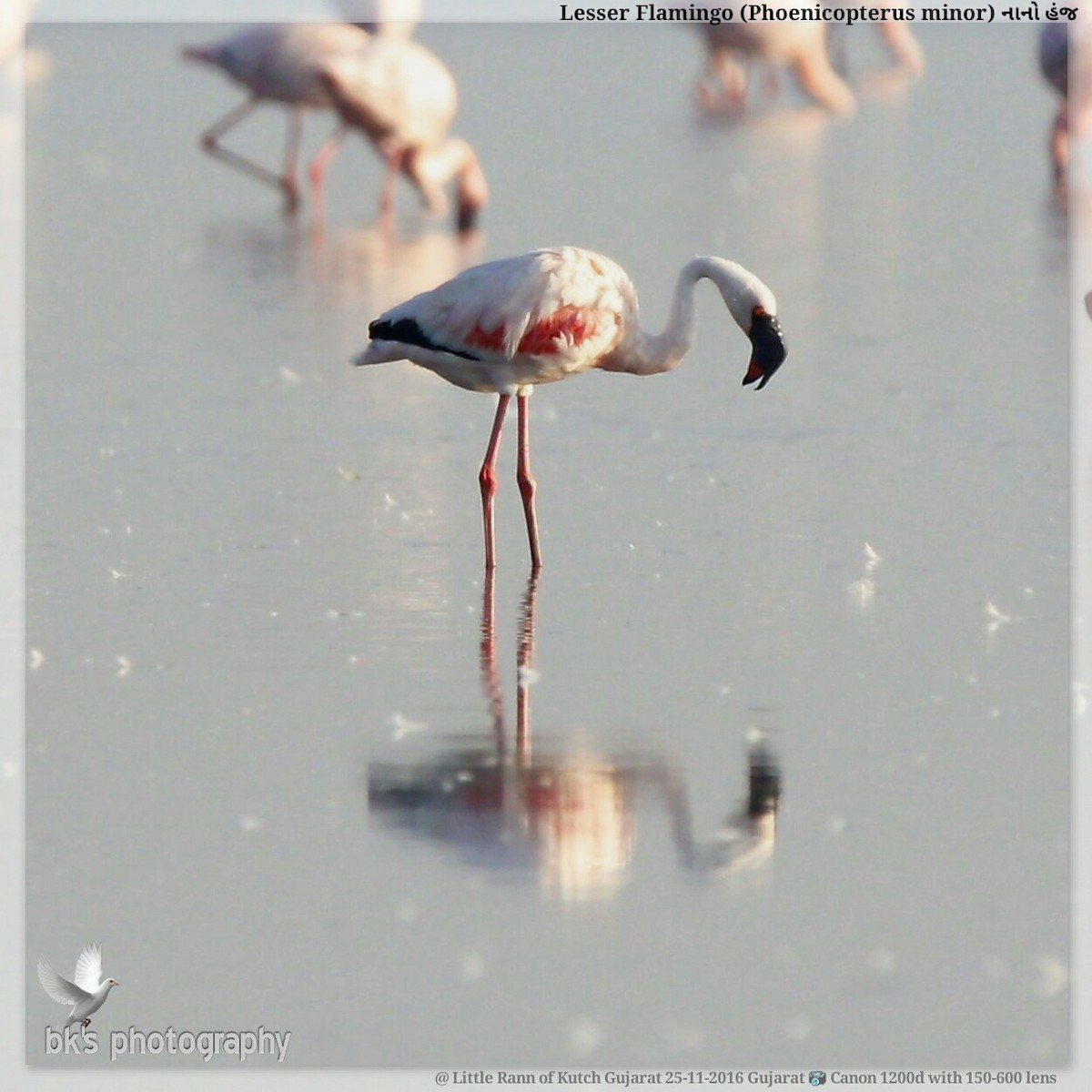 Lesser Flamingo - Bharat Kaneria