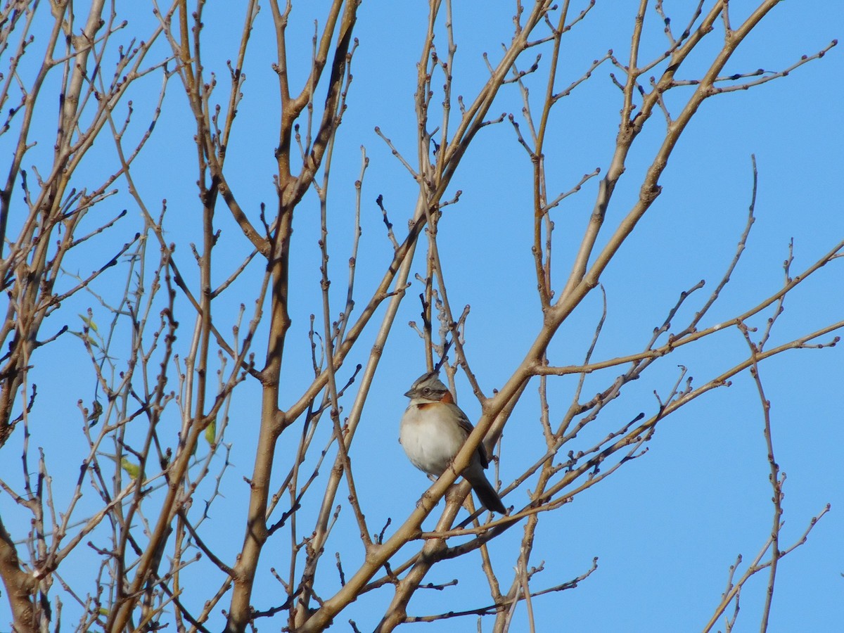 Rufous-collared Sparrow - ML485384951