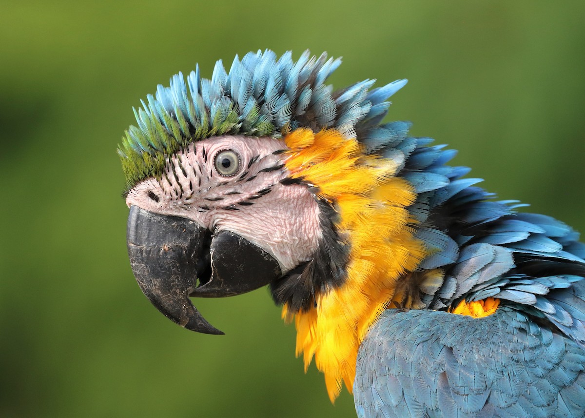 Blue-and-yellow Macaw - ML485387001