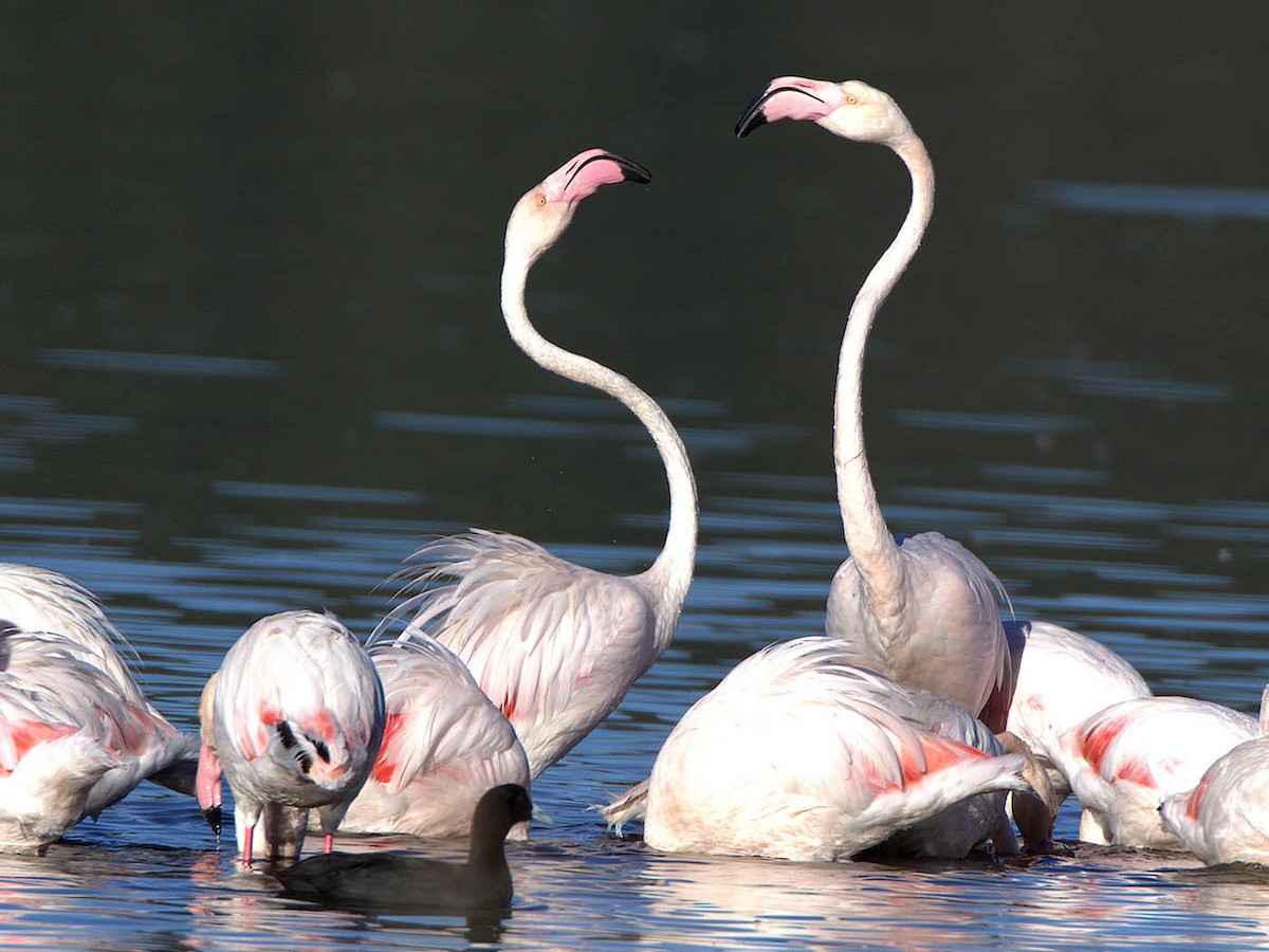 Greater Flamingo - Bruce Ward-Smith